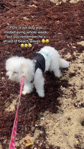 All jokes guys. This is actually his first time at the beach, snowee is the only one loves the beach.😂😂 #trinitiktokers🇹🇹🆙️🔥 #trinidoggos🇹🇹 #trinidadmemes #viral #ianalleyne
