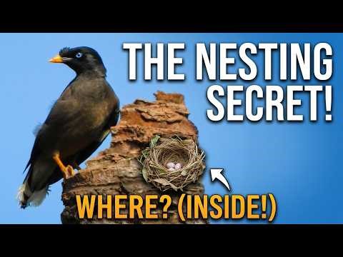 Tiny Architect! Watch This Jungle Myna Build Its New Home #wildlife #birdingparadise