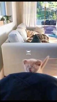 Cat Fails in Slow Motion 😹