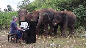 915K views · 1.6K reactions | Este pianista encontró el retiro perfecto en un santuario de #elefantes en Tailandia, todos los días alegra con su música a decenas de elefantes que han sido rescatados del maltrato y explotación en centros turísticos. | Muy Interesante México | Facebook