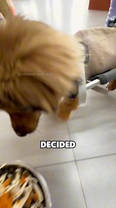 Strong and optimistic puppy 🙏#animals #shortvideo #animallife #dog #pets | Happy Stories