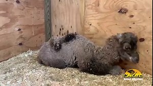 Due to cold conditions and to remove all variables for issues and errors- little Ricky, our baby Dromedary Camel, has joined Teddy, our new baby Bactrian Camel. This has been a blessing for Teddy- for his well being and growth as a camel, with another camel. Come visit these two at the Park on Opening Day, April 28, 2021! | Animal Adventure Park
