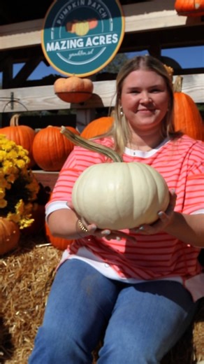 📣Fall Festival is here! Join us this Sat & Sun and experience our pumpkin patch, corn maze, fall photo ops, specialty treats, and over 30 farm fun attractions!🤩🎃✨ Learn more 👉🏻 mazingacres.com | Mazing Acres Pumpkin Patch