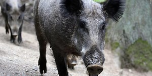 Canadian feral pigs pose a possible threat to North Dakota