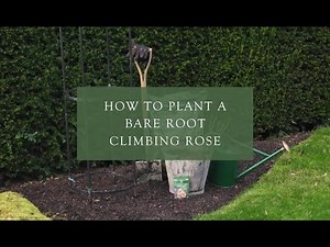 Planting a bare root climbing rose
