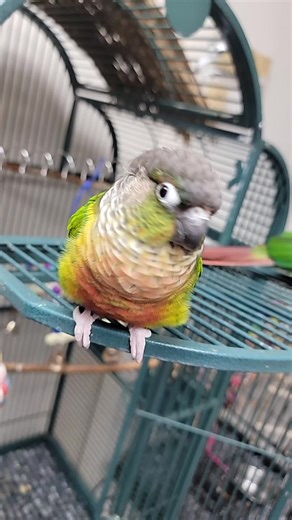 Conures en TikTok: Un vistazo a las mascotas de Michigan