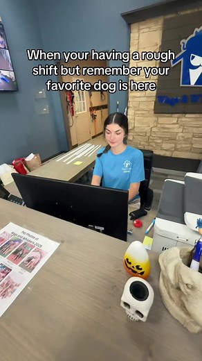 Discover a Great Dog Daycare Experience