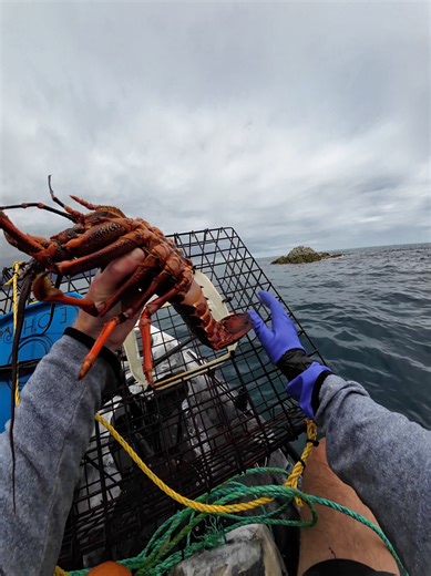 Crayfishing. | crayfish