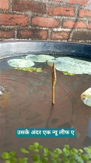 Lotus Pond Repotting Success! | Repot Ke Baad Nayi Leaf Growth Update 🌿