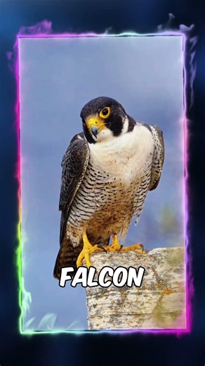 Top 3 Birds With INSANE Superpowers #BirdSuperpowers #FastestBird #WildlifeFacts