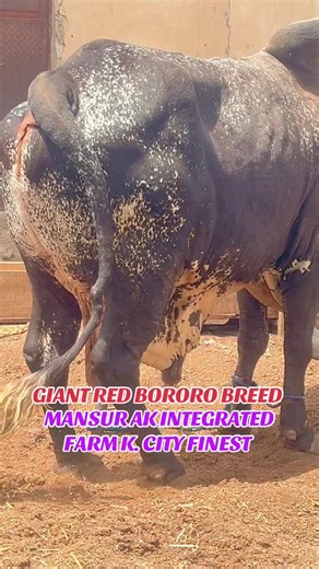 Legendary Red Bororo Bull: Size, Strength & Swagger