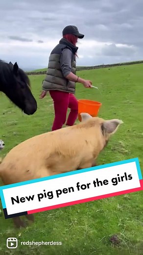 Brand new pig pen for Tiny & Mabel 🐽❤️ #redshepherdess #fyp #pig #farmlife #farm #viral #fy #teamred