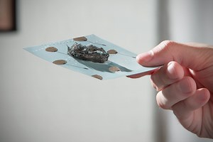 Flying Wish Paper: Write a wish, light it on fire, and watch it fly.