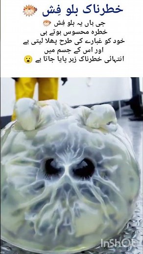 Meet the Dangerous Blowfish 🐡 | One of the Deadliest Fish#naturefacts#blofish