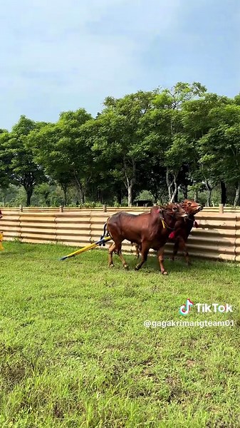 GRTPUSAT: Sapi Joget Lucu dan Gagak Rimang Team