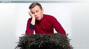 Animals that Hatch from Eggs: Lesson for Kids