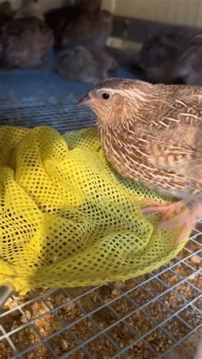 More net shenanigans. Who knew nets could be enrichment? What silly things do your birds do? | Thieving Otter Farm