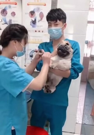 Pugs can sound like this?! 😱🤪 credit @viralzoo #Pugfrens #Pugnation #puglife #funnypug #pugsoftiktok #sceaming #funny