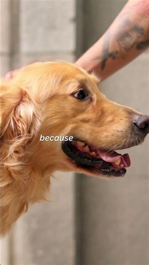 Why Dogs Feel Joy So Easily