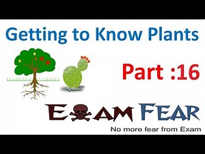 Biology Getting to Know Plants Part 16 (Root modification: support, photosynthesis) Class 6 VI