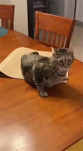 Cat's Epic Dinner Table Fail