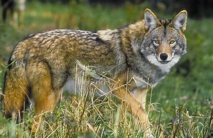 Eastern coyote - Alchetron, The Free Social Encyclopedia