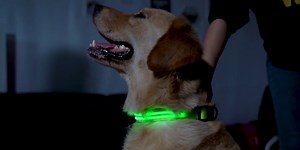 PcEoTllar Flashing LED Dog Collar - Waterproof Rechargeable for Night Walking Light up Adjustable Safety Dog Collar for Small Dogs (Green)