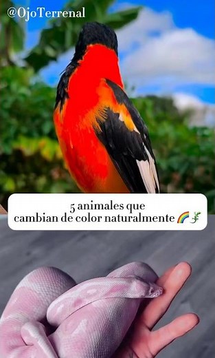 5 animales que cambian de color naturalmente 🌈🦎