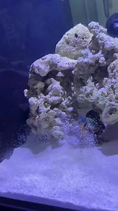 💥🦐 Wow, check out the incredible punch of this mantis shrimp, captured by @mantis.haihai! Known for their lightning-fast strikes and powerful claws, they’re truly one of nature's most formidable creatures! 🌊✨ #MantisShrimp #NaturePower #MarineLife #UnderwaterMarvels #AquariumInspiration #LiveAquariaCommunity | LiveAquaria.com