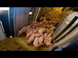 1,000 Baby Pigs Arrive to the Farm
