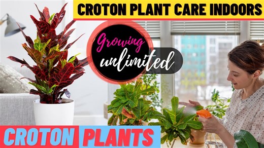 How to keep crotons healthy and colorful indoors