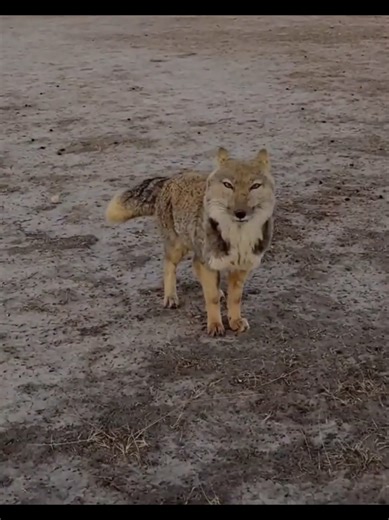 The Tibetan fox is a rare and highly elusive high-altitude predator native to the remote Tibetan Plateau of Central Asia, where extreme cold, thin air, and vast open grasslands shape its unique survival strategy; known for its distinctive square-shaped face, dense winter fur, and exceptional camouflage, this solitary wild fox species primarily hunts plateau pikas and small mammals, playing a crucial ecological role in maintaining grassland ecosystem balance while avoiding human contact in one of