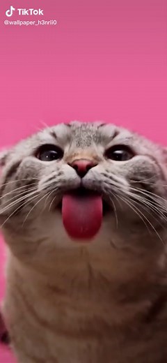 Fondos de Pantalla de Gatos Animados en 4K