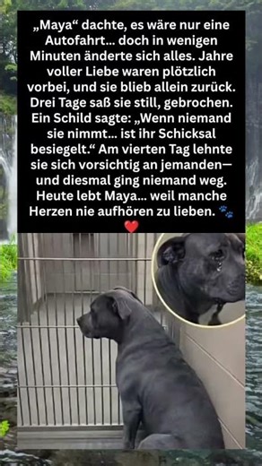 Ein gebrochenes Hundeherz… und dann ein neues Leben. #youtubeshorts