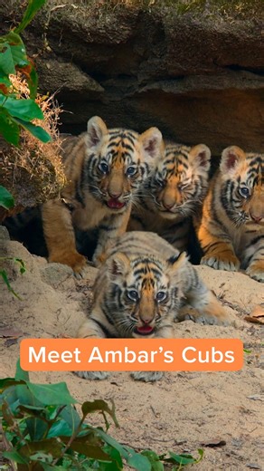Meet the cubs from Disneynature's #Tiger🐯🐯🐯🐯 Coming to Disney , April 22. | Disneynature