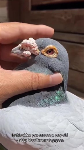 “The power of the Gabby bloodline—built on speed, heart, and generations of proven winners. A pedigree that never stops showing why it’s one of the best in the sky.” #GabbyBloodline #RacingPigeon #ChampionGenes #SkyWarriors #PigeonFancier