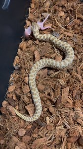 Hognose snake baby’s eating diner. 1.2 female normal het snow. Male albino red and female albino red. #hognosesnakes #reptilesofig #snakeofig #feeding #snakeeating #fyp #trending #viral #reels #video #followers #instagram #animallover #jtkreptiles | JTK Reptiles