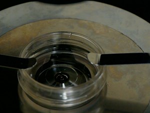 Imaging Local Ca2  Signals in Cultured Mammalian Cells