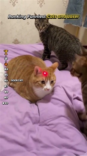 Ranking Funniest Cats vs Laser