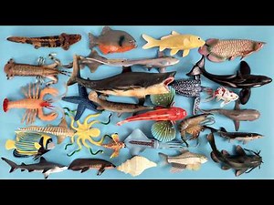 Sea Animals, Zebra Shark, Humpback Whale, Stonefish, Pufferfish, Torani Fish, Sonang, Manta Ray, ...