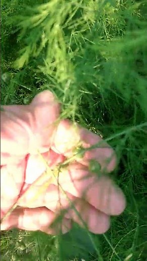 How to grow asparagus and what's growing on my asparagus #growtips