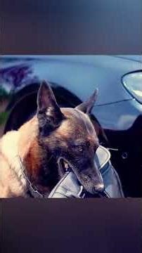 This Kind Dog Tried to Help But Was Treated Like a Thief 😢