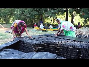 Sugarcane Nursery Cultivate sugarcane easily and reduce the time & money of cultivation