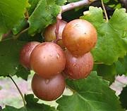 Darlene Muscadine | Muscadine Vines | Ison's Nursery & Vineyard