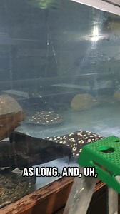 whats your thoughts? #tigerfish #reels | Ohio Fish Rescue