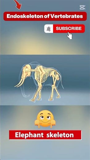 Endoskeleton of Vertebrates #endoskeleton #vertebrates #skeleton #shorts #shortfeed #anatomy #viral
