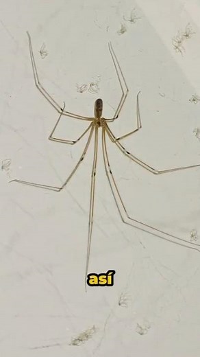 Legless Spiders: Why Shouldn't They Be Eliminated?