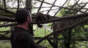 A great insight for #NationalZookeeperWeek from BCA Animal Management Centre Technician Sam in this video about creating the ideal habitat in captivity for our Pine Martins. | BCA (Berkshire College of Agriculture)