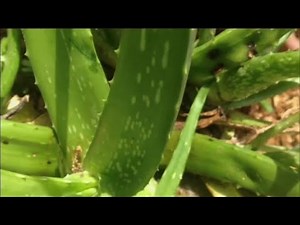 Aloe Vera Juice: The Good and the Bad