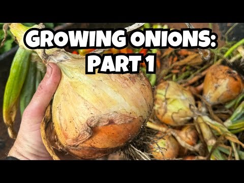How to Grow Onions (Part 1): The Plan & Best Varieties for Storage
